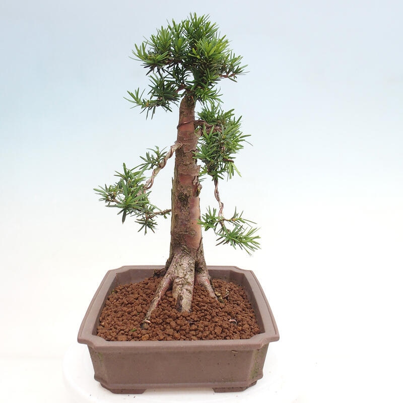 Bonsai im Freien - Taxus cuspidata - Japanische Eibe