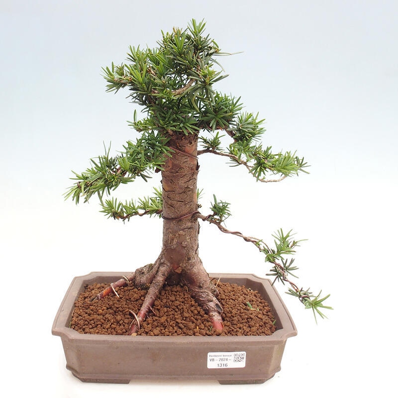 Bonsai im Freien - Taxus cuspidata - Japanische Eibe