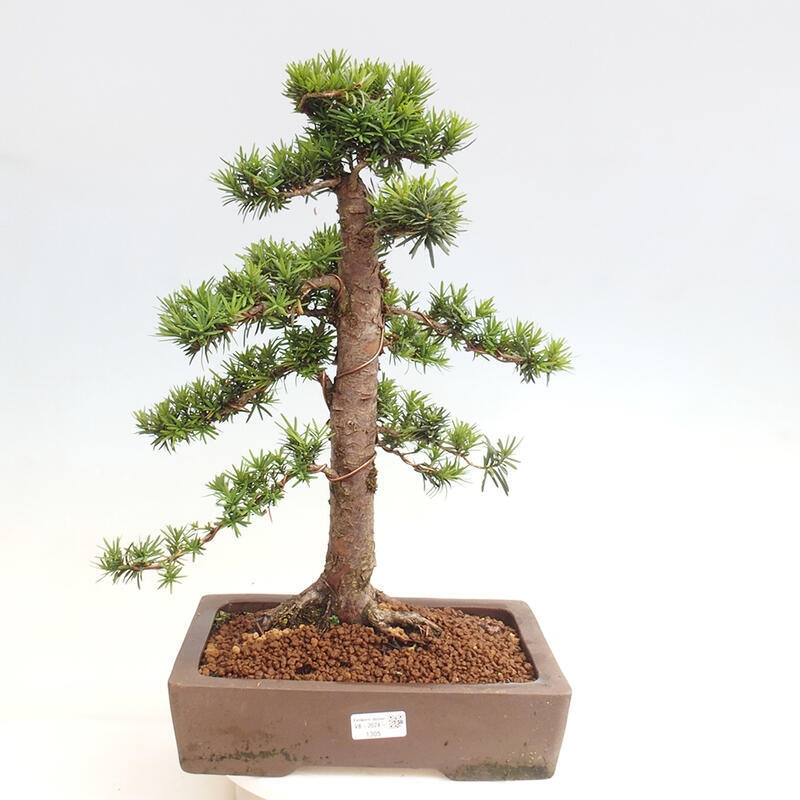 Bonsai im Freien - Taxus cuspidata - Japanische Eibe