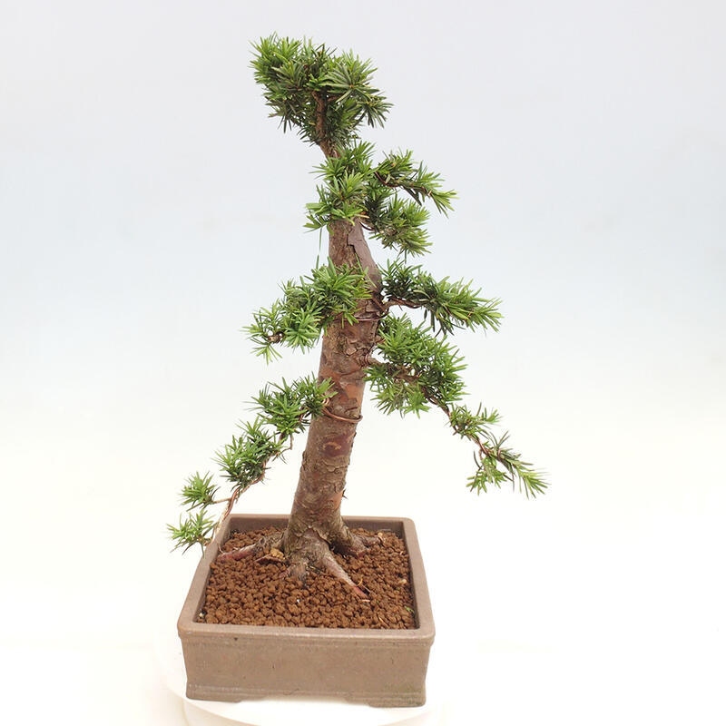 Bonsai im Freien - Taxus cuspidata - Japanische Eibe