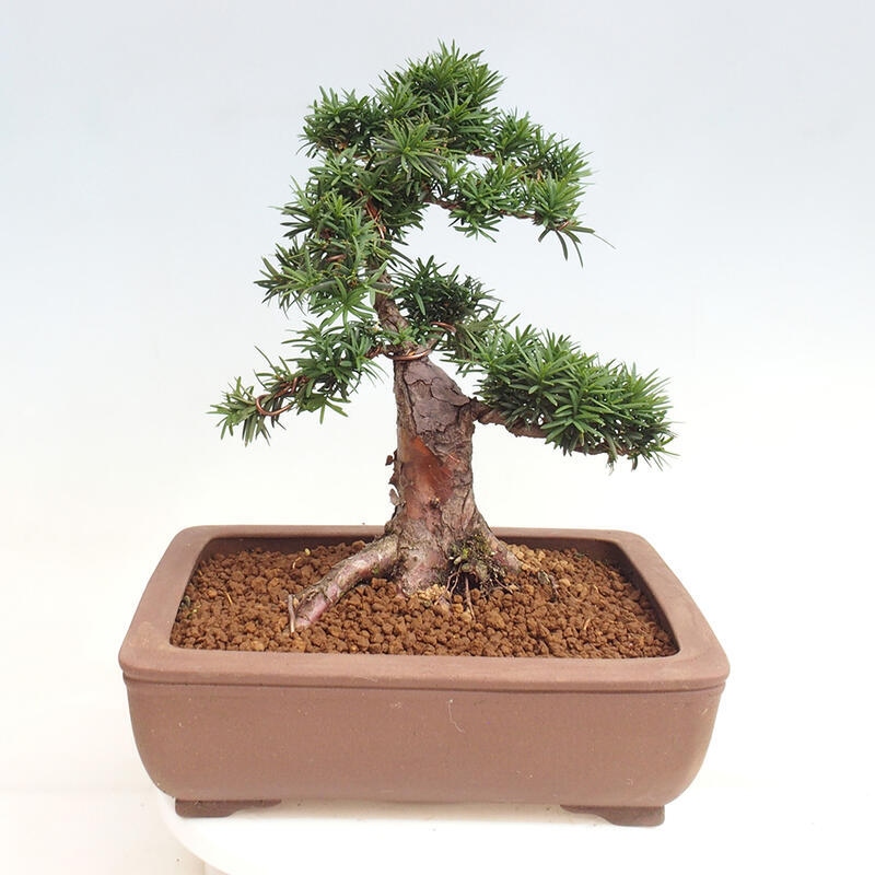 Bonsai im Freien - Taxus cuspidata - Japanische Eibe