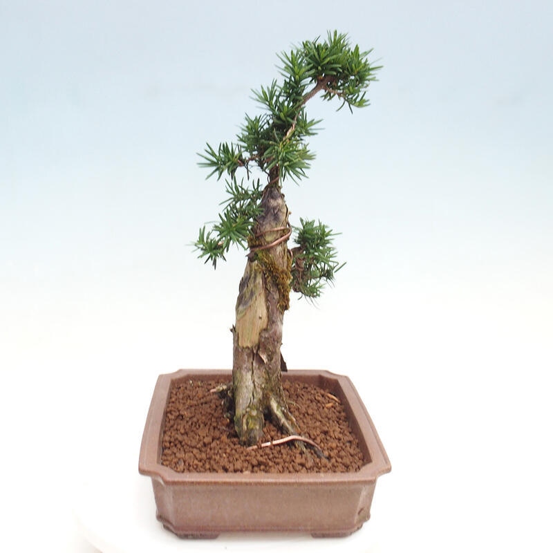 Bonsai im Freien - Taxus cuspidata - Japanische Eibe