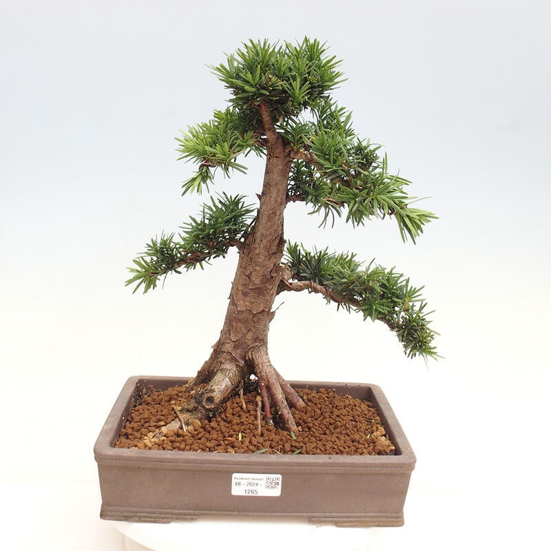 Bonsai im Freien - Taxus cuspidata - Japanische Eibe