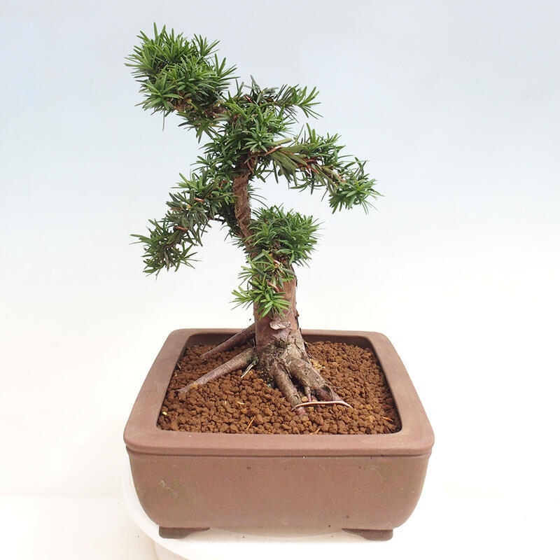 Bonsai im Freien - Taxus cuspidata - Japanische Eibe