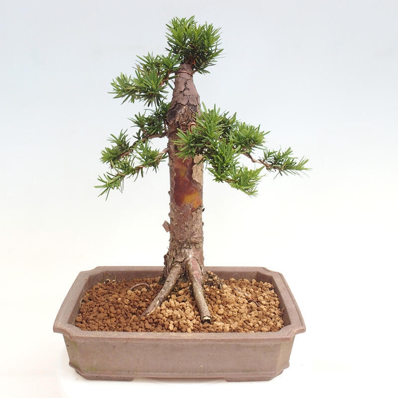 Bonsai im Freien - Taxus cuspidata - Japanische Eibe