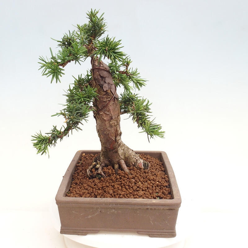 Bonsai im Freien - Taxus cuspidata - Japanische Eibe