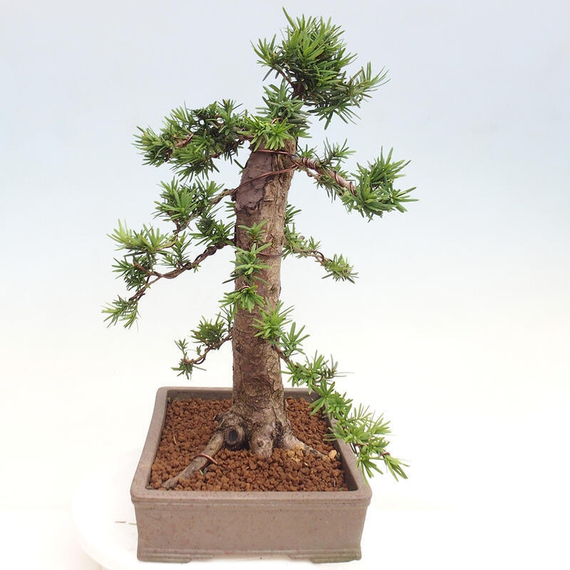 Bonsai im Freien - Taxus cuspidata - Japanische Eibe