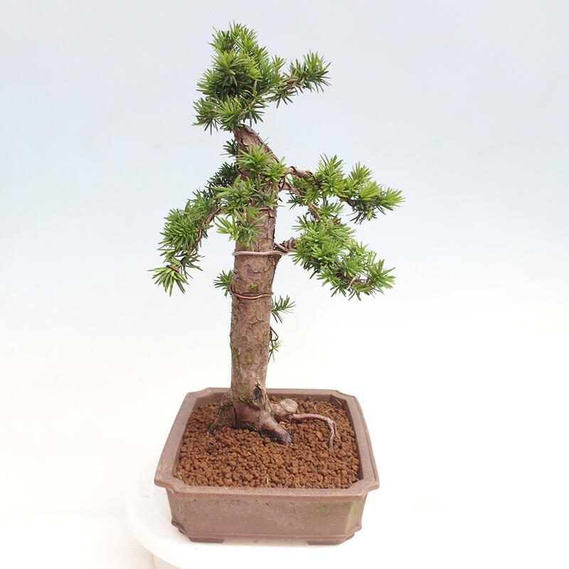 Bonsai im Freien - Taxus cuspidata - Japanische Eibe