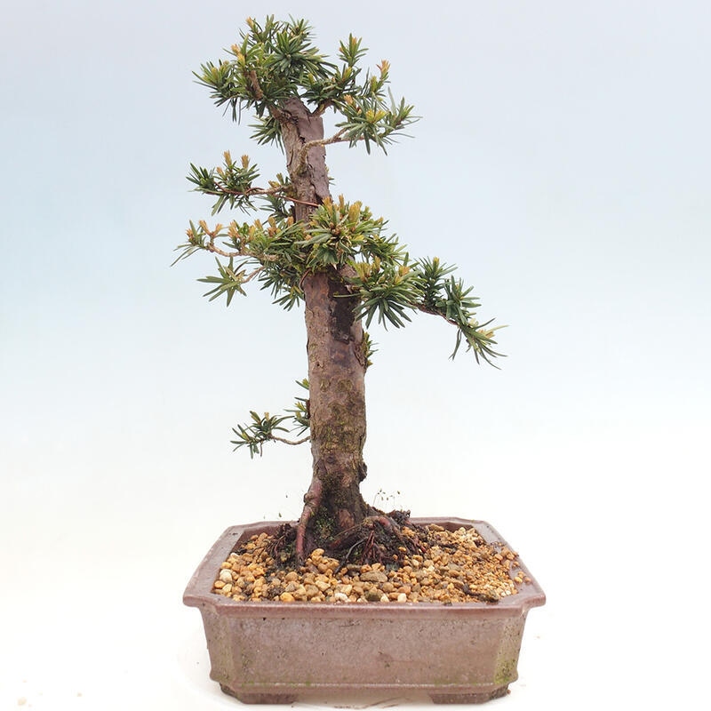 Bonsai im Freien - Taxus cuspidata - Japanische Eibe