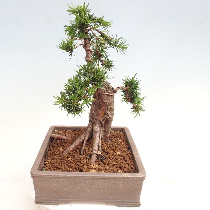 Bonsai im Freien - Taxus cuspidata - Japanische Eibe