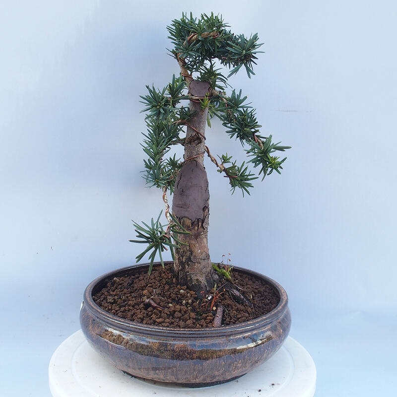 Bonsai im Freien - Taxus cuspidata - Japanische Eibe