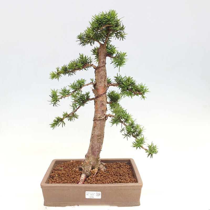 Bonsai im Freien - Taxus cuspidata - Japanische Eibe