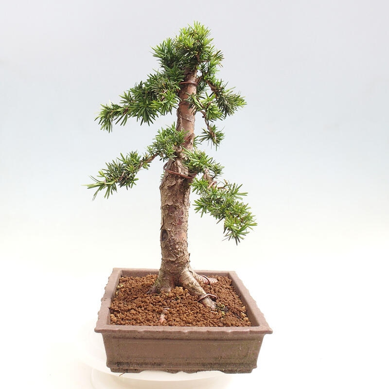 Bonsai im Freien - Taxus cuspidata - Japanische Eibe