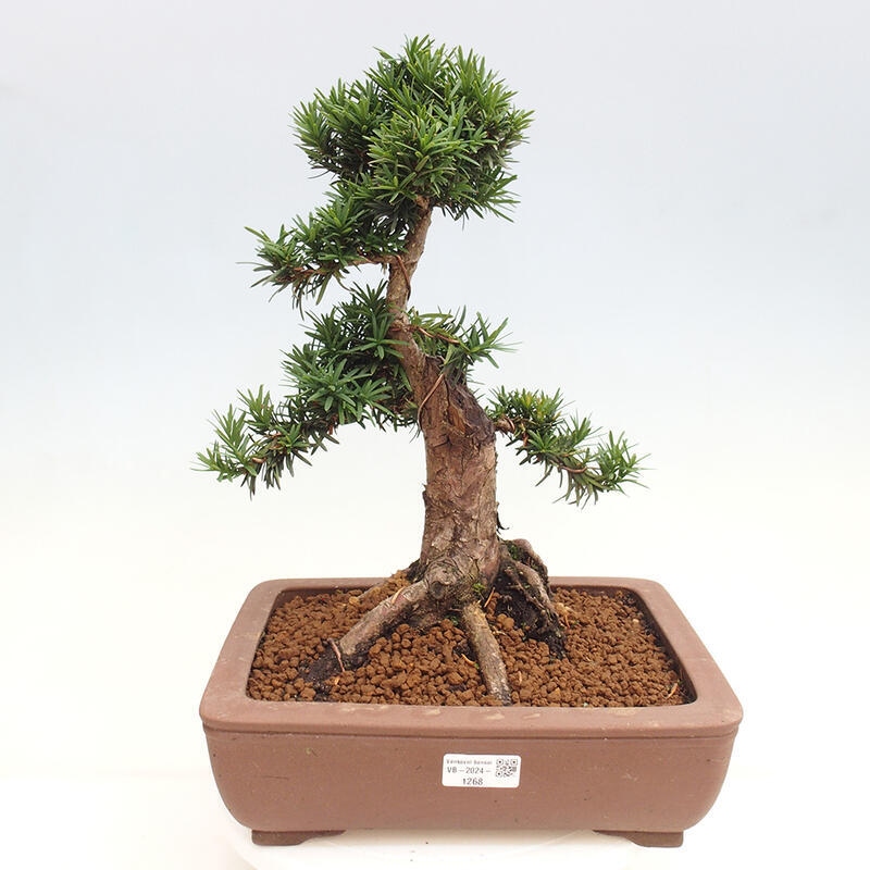 Bonsai im Freien - Taxus cuspidata - Japanische Eibe