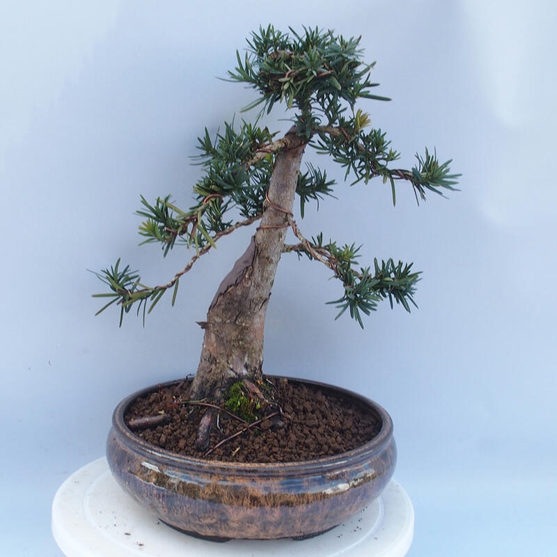 Bonsai im Freien - Taxus cuspidata - Japanische Eibe