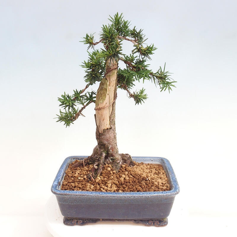 Bonsai im Freien - Taxus cuspidata - Japanische Eibe