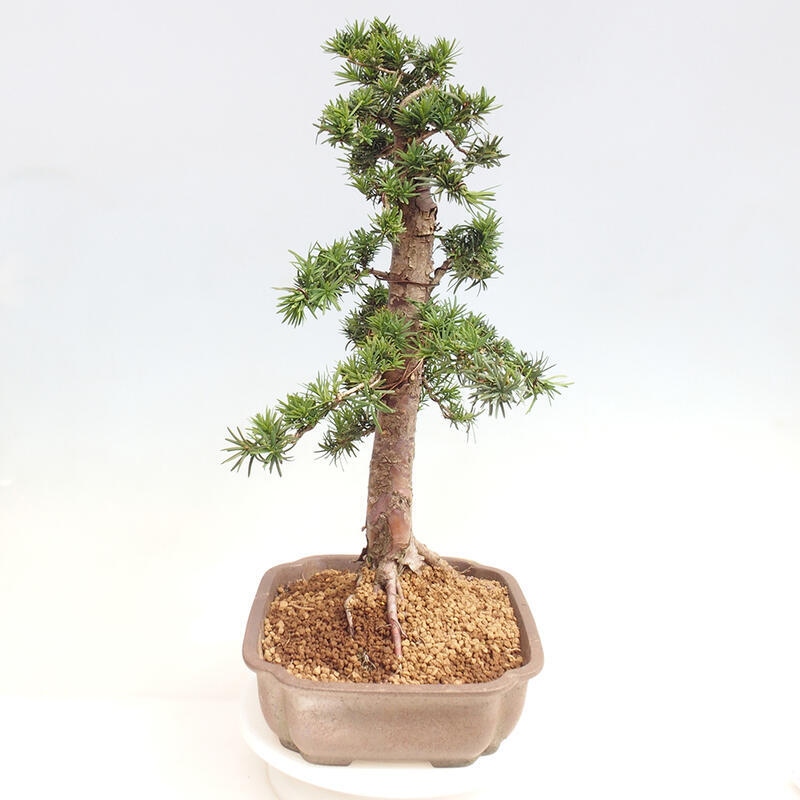 Bonsai im Freien - Taxus cuspidata - Japanische Eibe