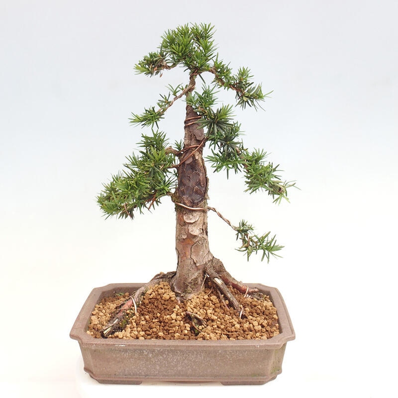 Bonsai im Freien - Taxus cuspidata - Japanische Eibe