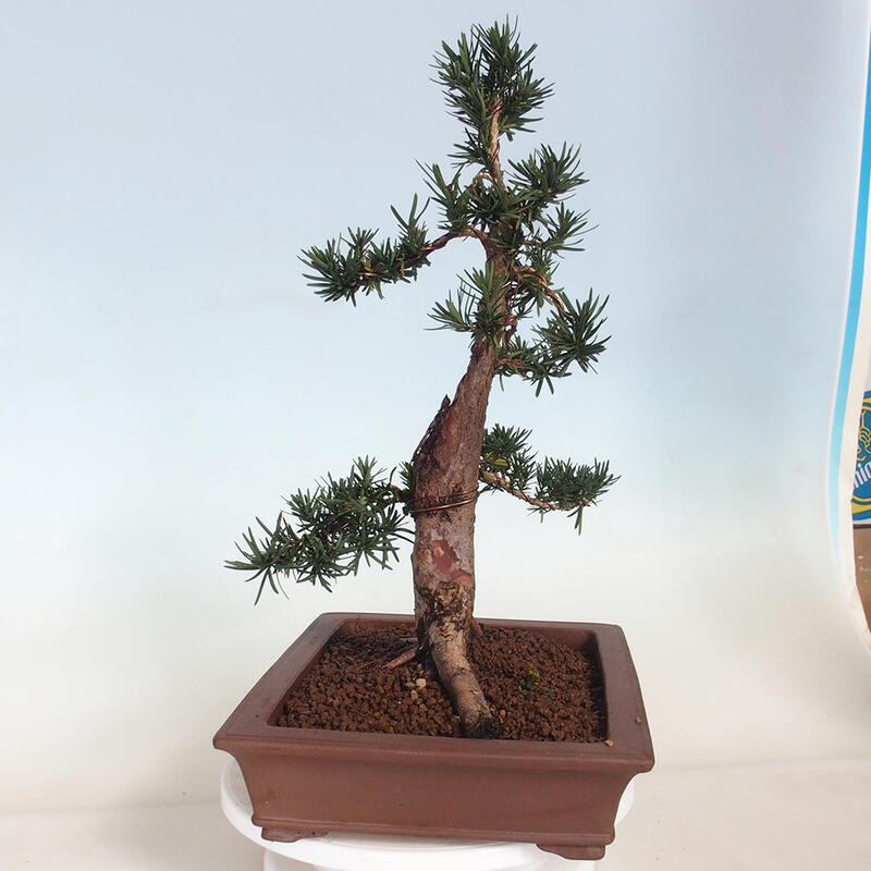 Bonsai im Freien - Taxus cuspidata - Japanische Eibe