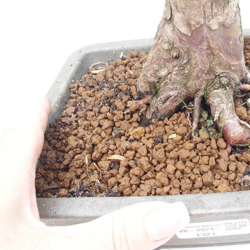 Bonsai im Freien - Taxus cuspidata - Japanische Eibe