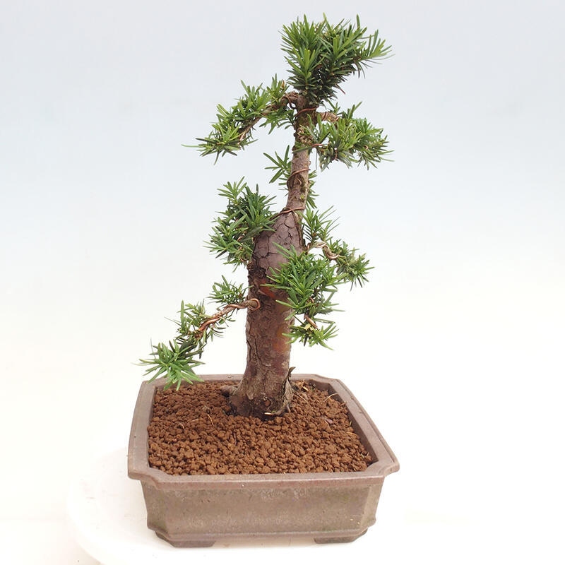 Bonsai im Freien - Taxus cuspidata - Japanische Eibe