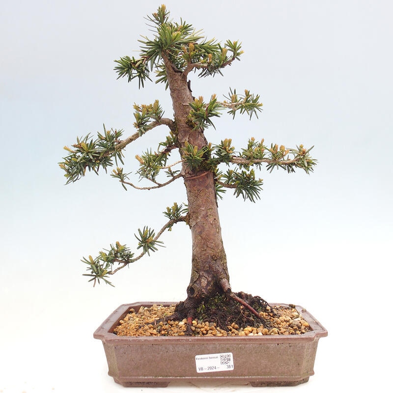 Bonsai im Freien - Taxus cuspidata - Japanische Eibe