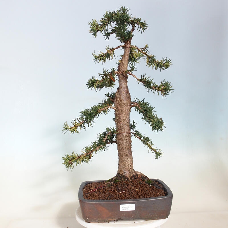 Bonsai im Freien - Taxus cuspidata - Japanische Eibe