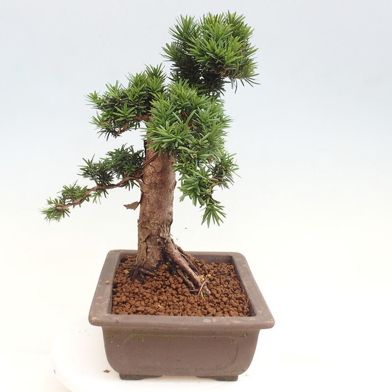 Bonsai im Freien - Taxus cuspidata - Japanische Eibe