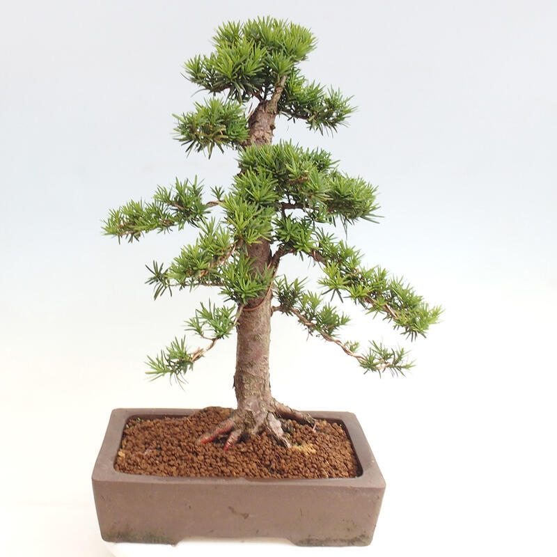 Bonsai im Freien - Taxus cuspidata - Japanische Eibe