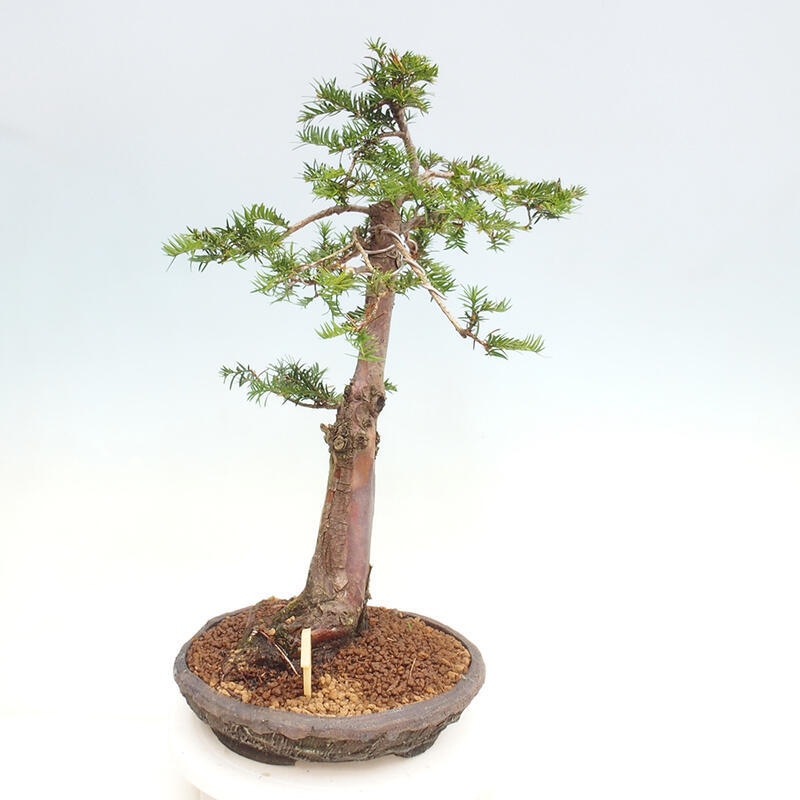 Bonsai im Freien - Taxus cuspidata - Japanische Eibe