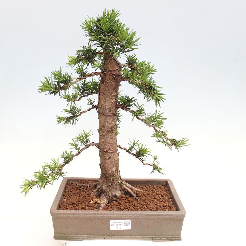 Bonsai im Freien - Taxus cuspidata - Japanische Eibe