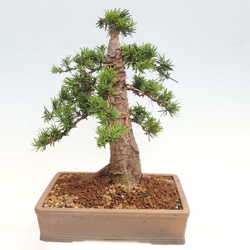 Bonsai im Freien - Taxus cuspidata - Japanische Eibe