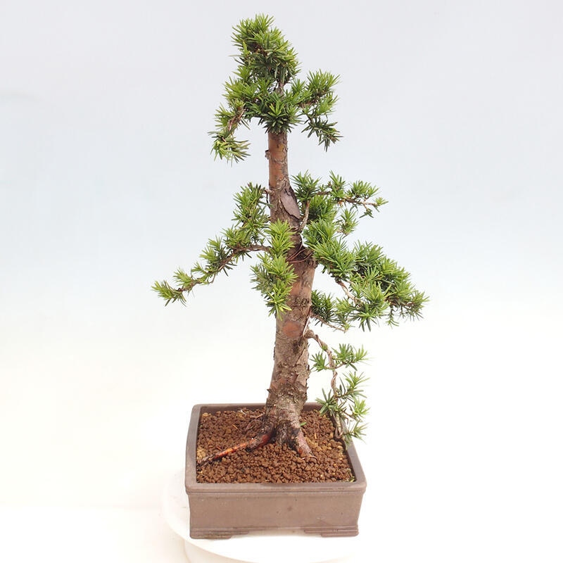 Bonsai im Freien - Taxus cuspidata - Japanische Eibe