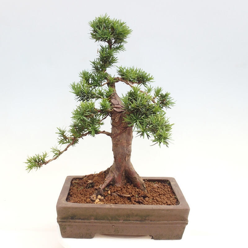 Bonsai im Freien - Taxus cuspidata - Japanische Eibe