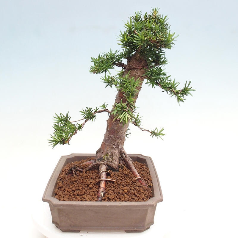 Bonsai im Freien - Taxus cuspidata - Japanische Eibe