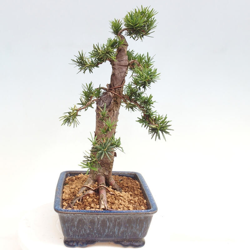 Bonsai im Freien - Taxus cuspidata - Japanische Eibe