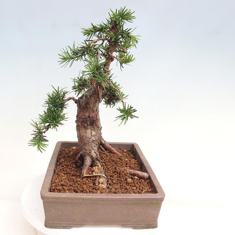 Bonsai im Freien - Taxus cuspidata - Japanische Eibe