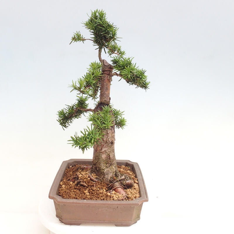 Bonsai im Freien - Taxus cuspidata - Japanische Eibe