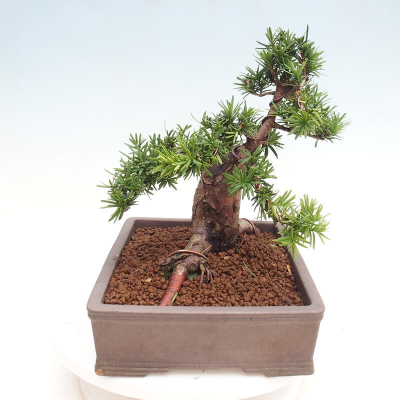 Bonsai im Freien - Taxus cuspidata - Japanische Eibe