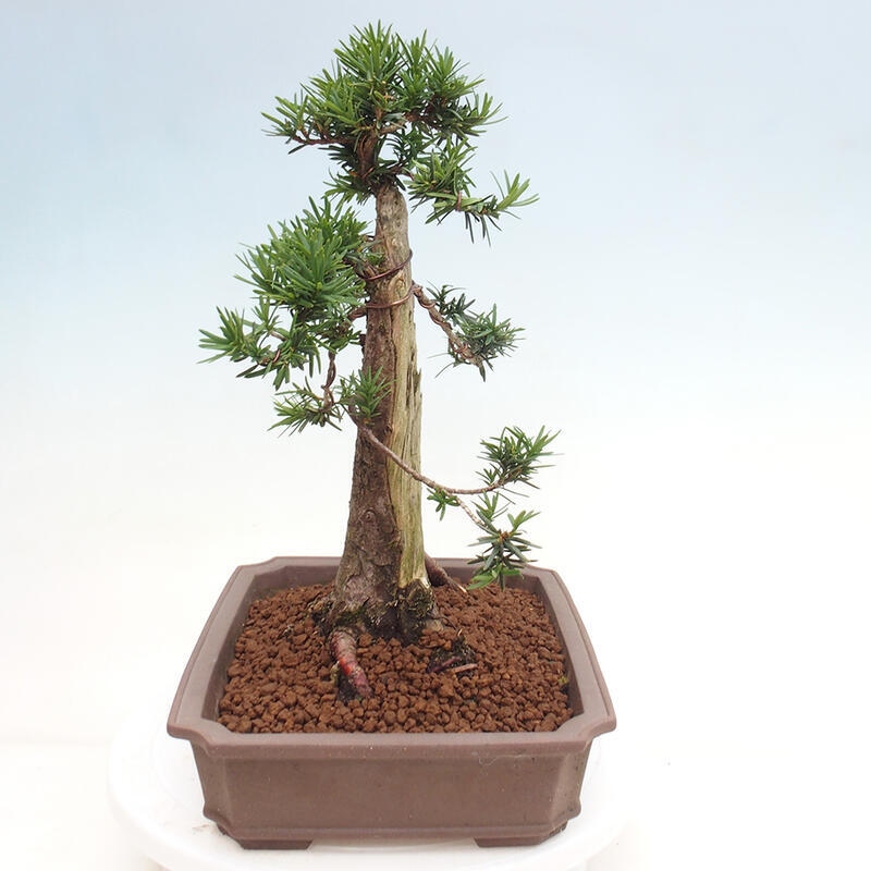 Bonsai im Freien - Taxus cuspidata - Japanische Eibe