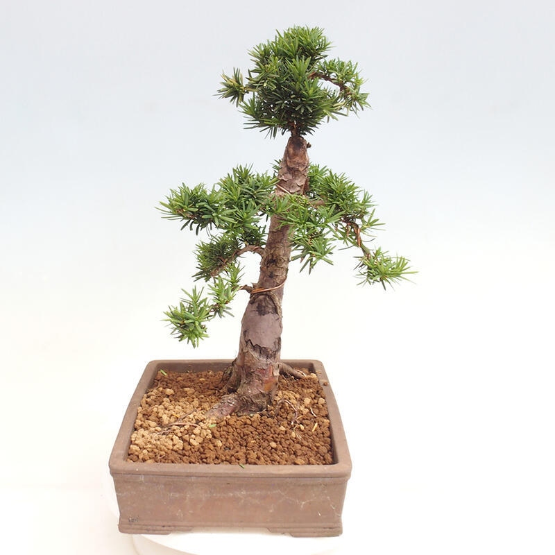 Bonsai im Freien - Taxus cuspidata - Japanische Eibe