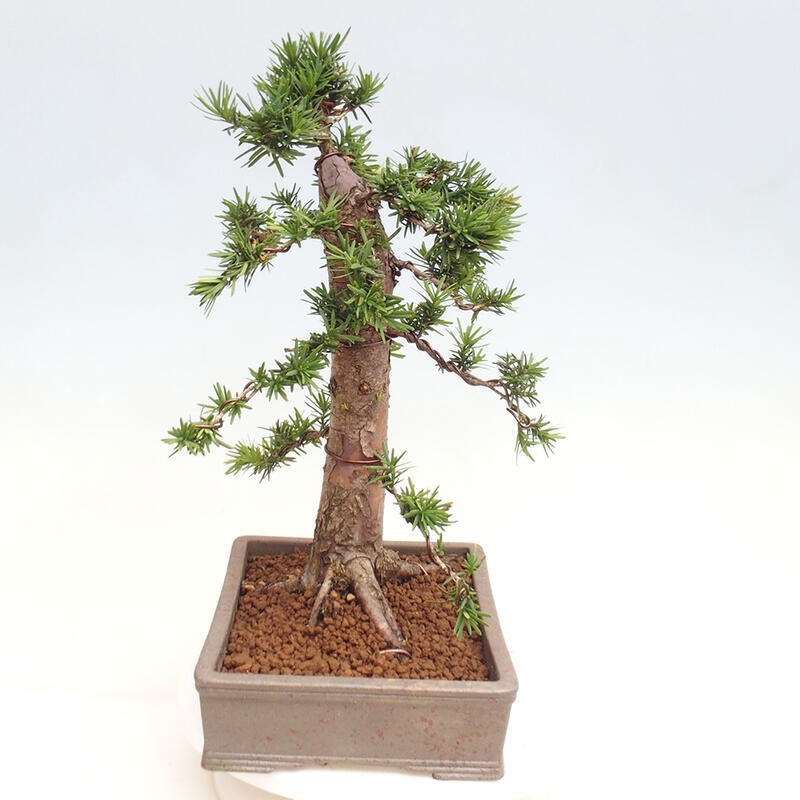 Bonsai im Freien - Taxus cuspidata - Japanische Eibe