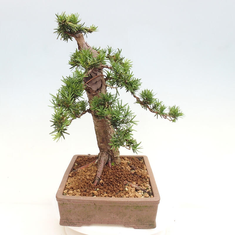 Bonsai im Freien - Taxus cuspidata - Japanische Eibe