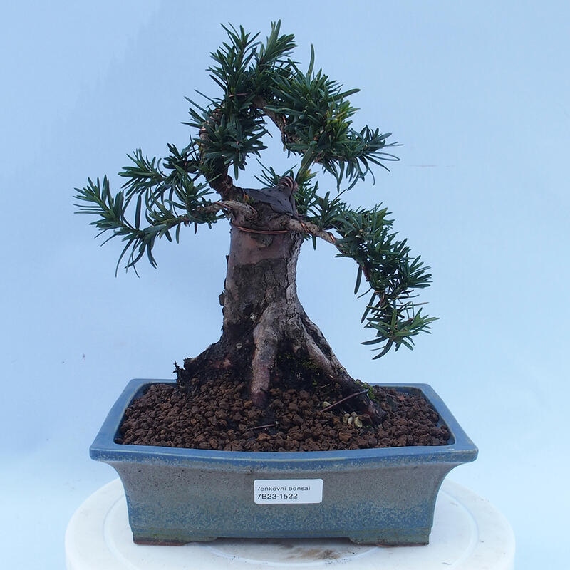 Bonsai im Freien - Taxus cuspidata - Japanische Eibe