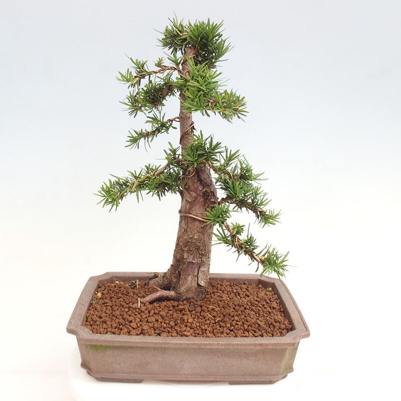 Bonsai im Freien - Taxus cuspidata - Japanische Eibe