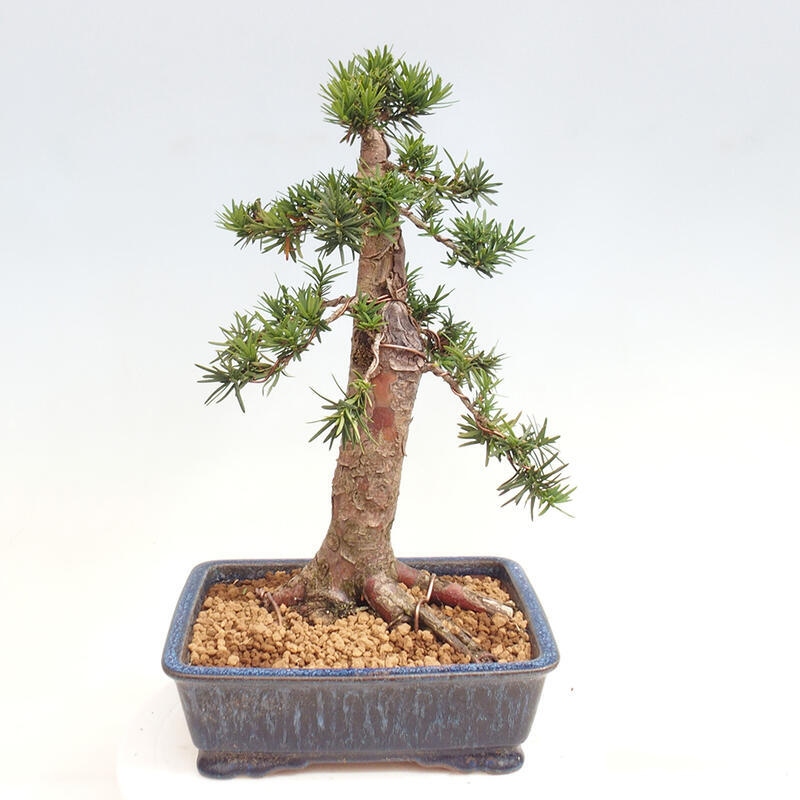 Bonsai im Freien - Taxus cuspidata - Japanische Eibe