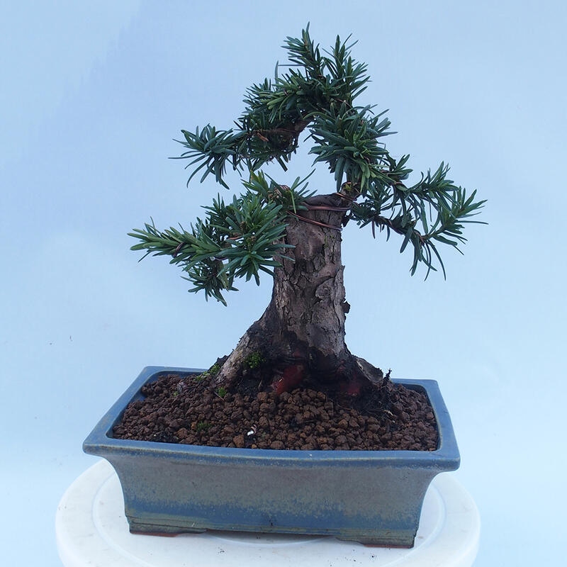 Bonsai im Freien - Taxus cuspidata - Japanische Eibe