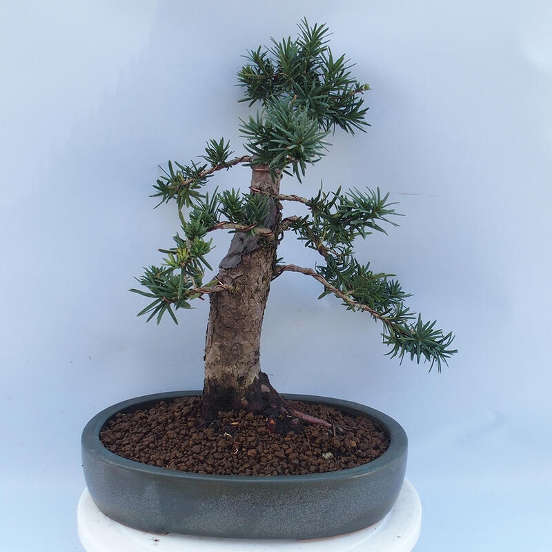 Bonsai im Freien - Taxus cuspidata - Japanische Eibe