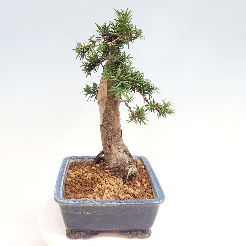 Bonsai im Freien - Taxus cuspidata - Japanische Eibe