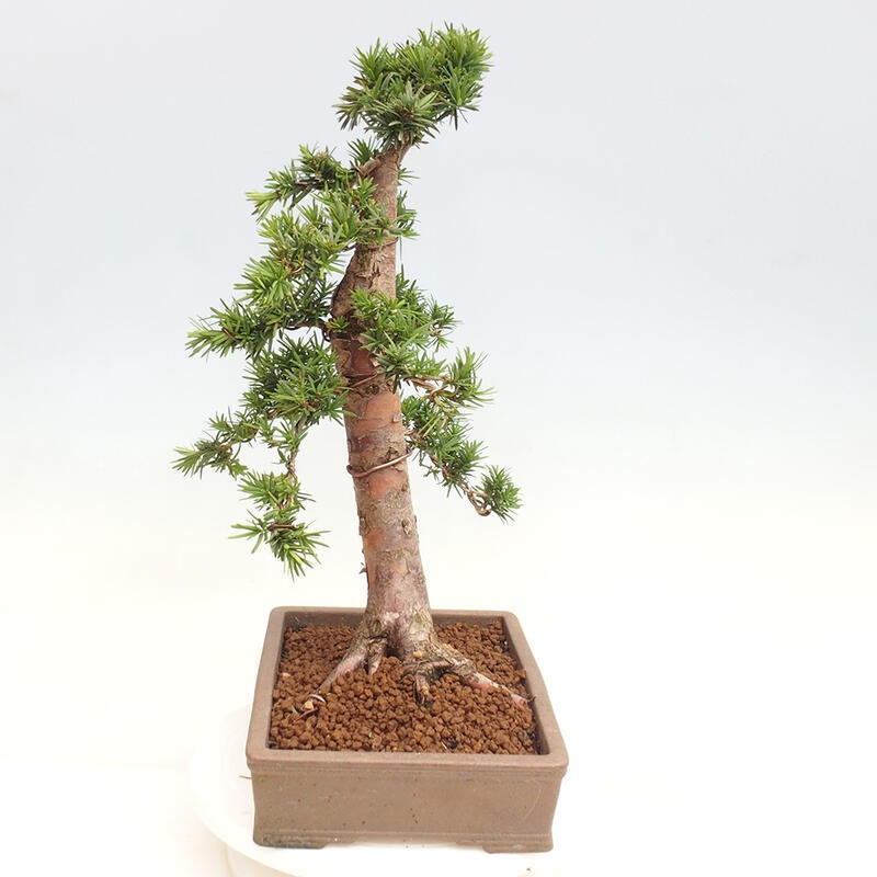 Bonsai im Freien - Taxus cuspidata - Japanische Eibe